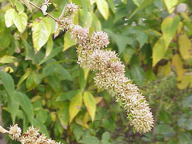 Close up