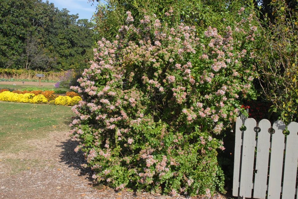 Rounded habit with leaves and blooms.