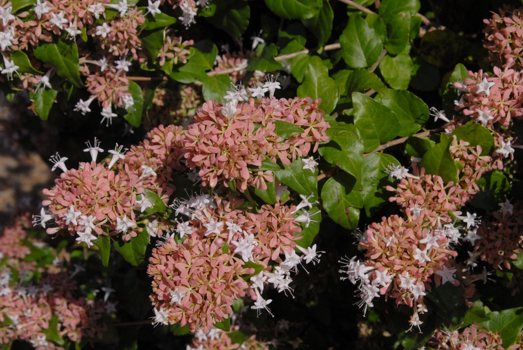 Linnaea chinensis