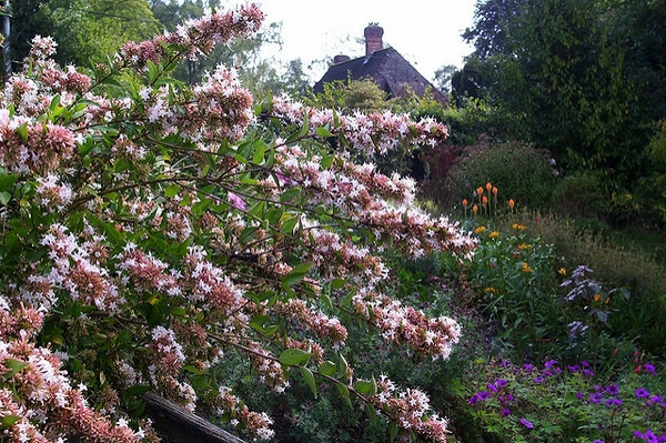 Branches loaded with white flowers with a pinkish hue.