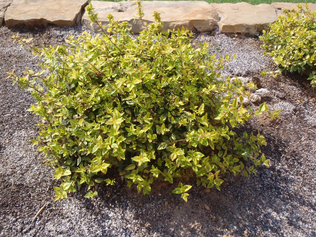 Compact habit with variegated leaves'
