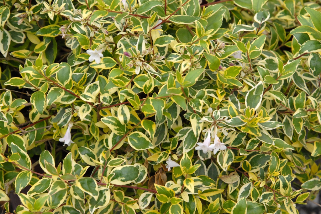 White flowers with 5 corolla lobes & Ovate, variegated leaves