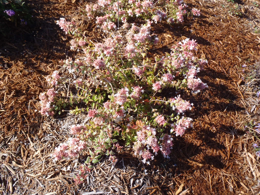 Rounded habit with pink blooms
