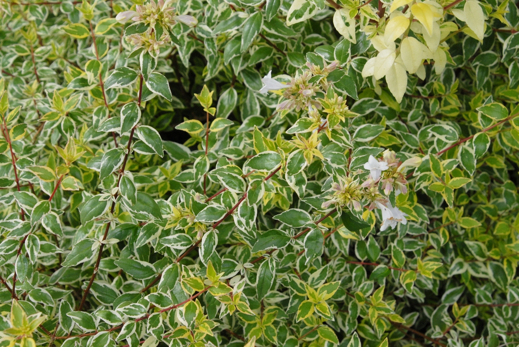 Abelia x grandiflora