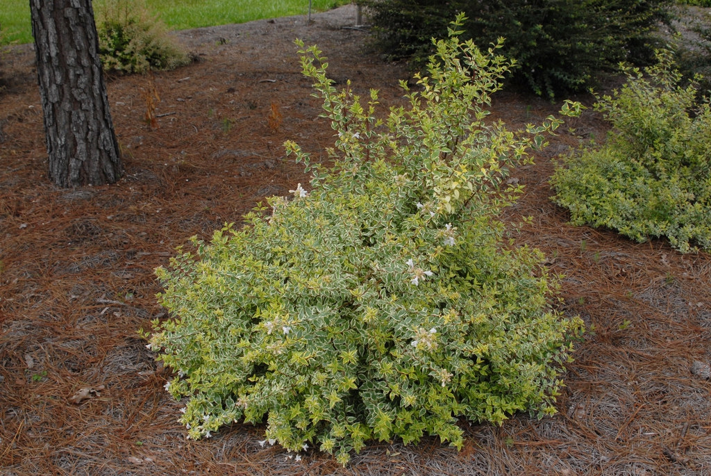 Rounded habit with spiked branches & variegated leaves