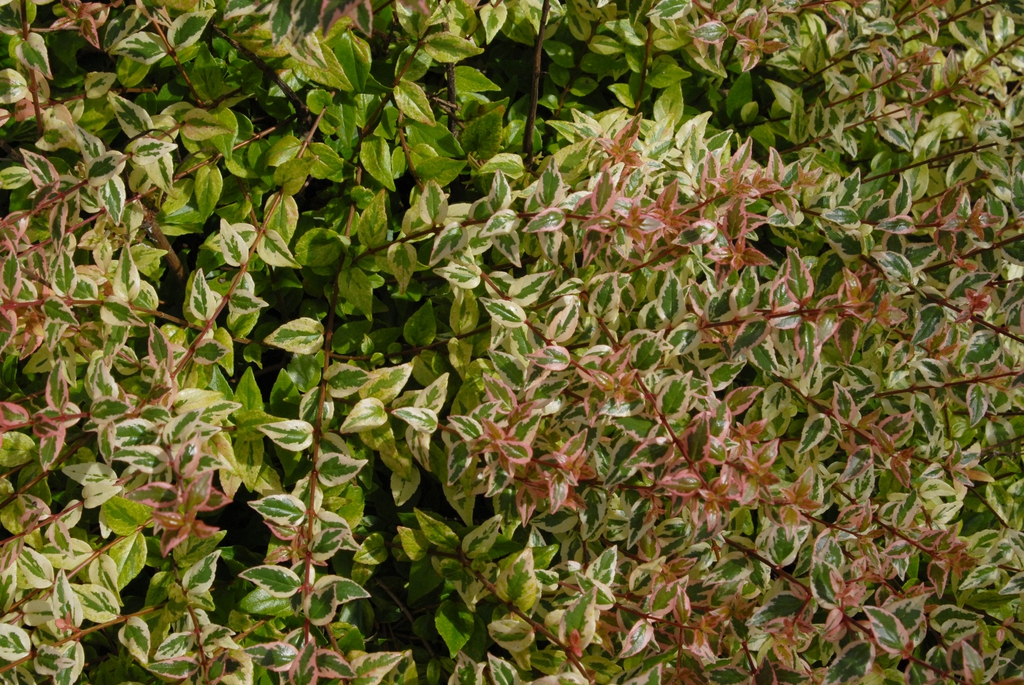 Abelia x grandiflora