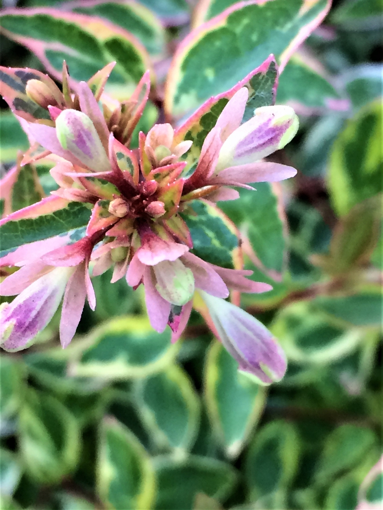 Umble with tubular flowers with 5 purple/white petals & buds