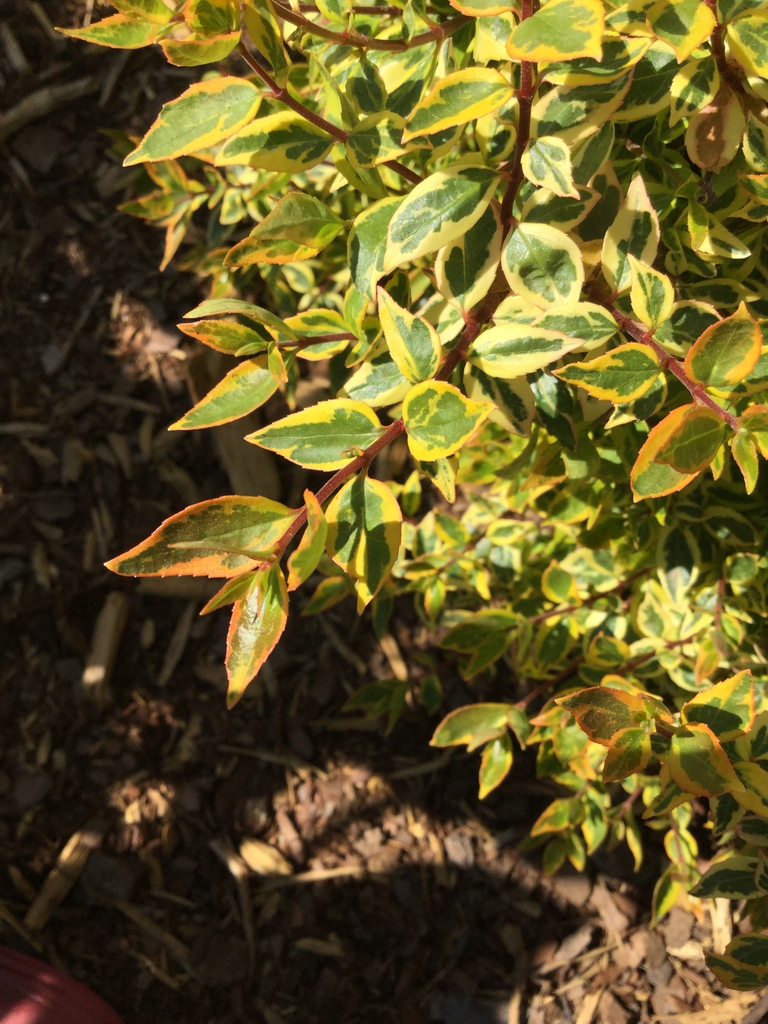 Variegated, ovate opposite leavews