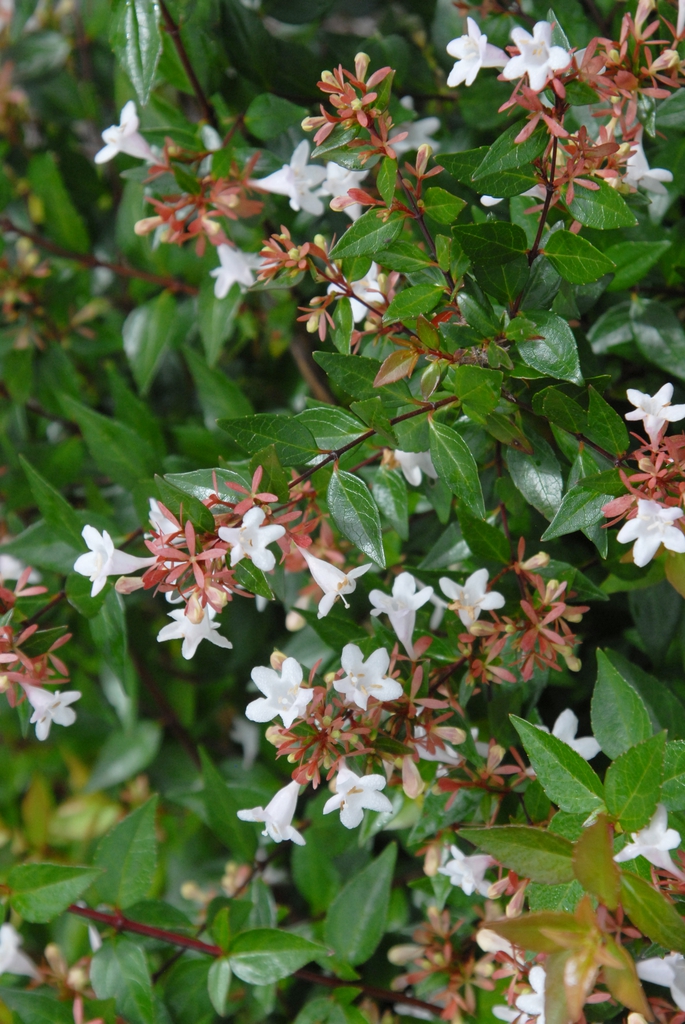 Abelia x grandiflora