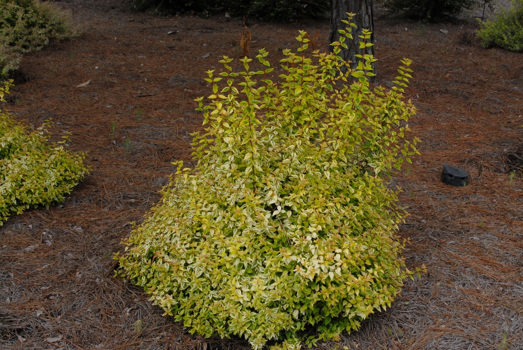 Abelia x grandiflora 'Kaleidescope'