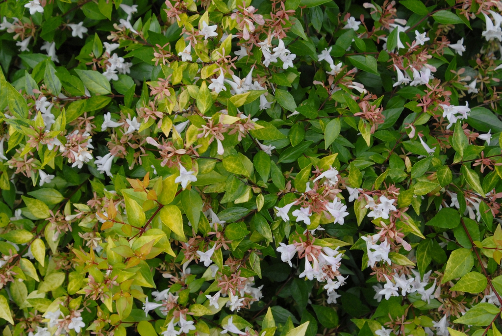Abelia x grandiflora