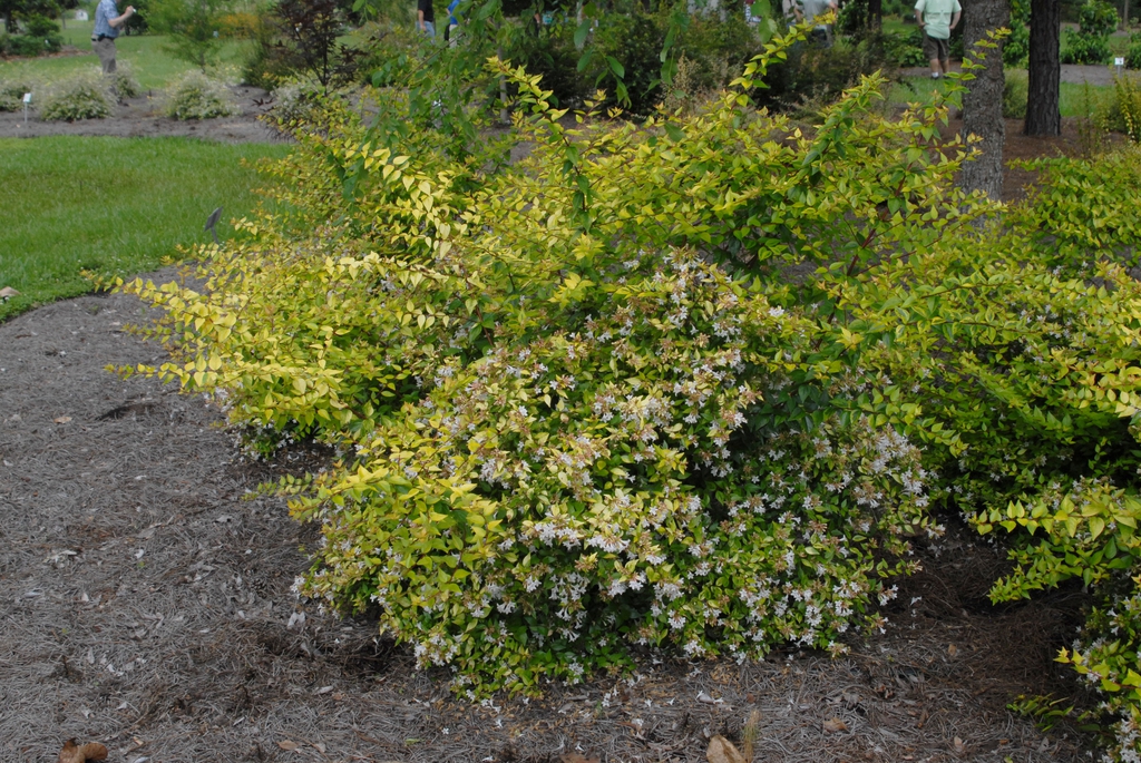 Mildly spreading habit with variegated leaves