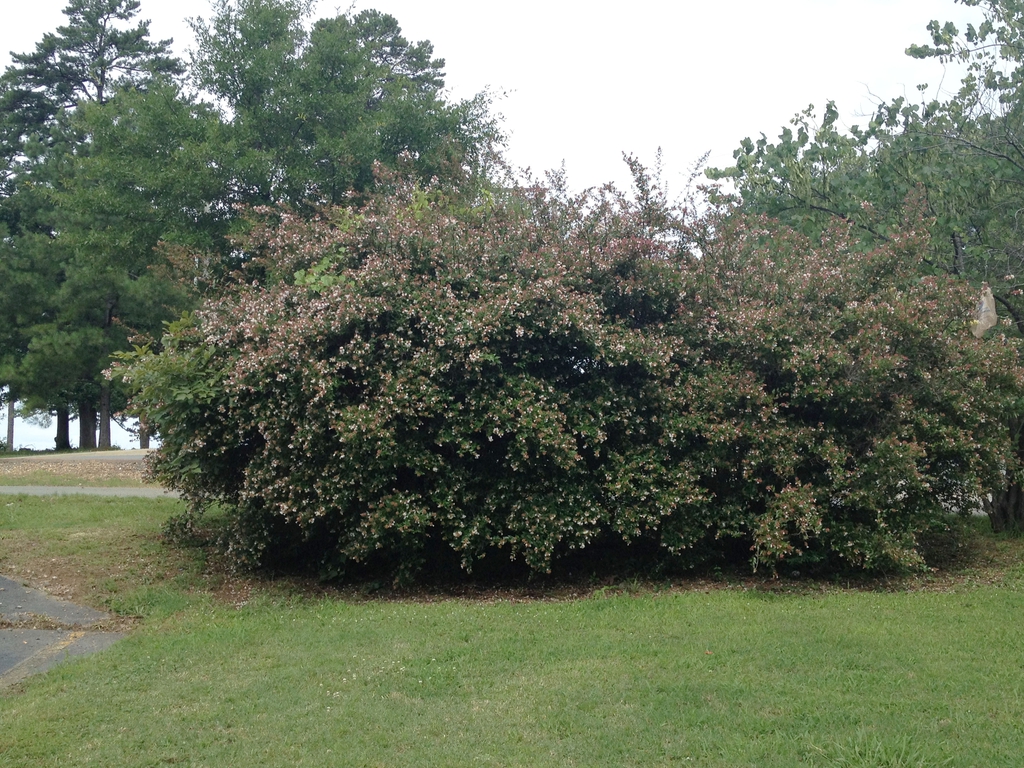 Abelia x grandiflora