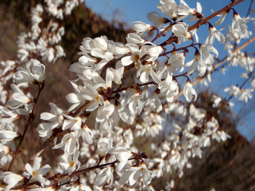 White tubular flowers with 4 corolla lobes on branches
