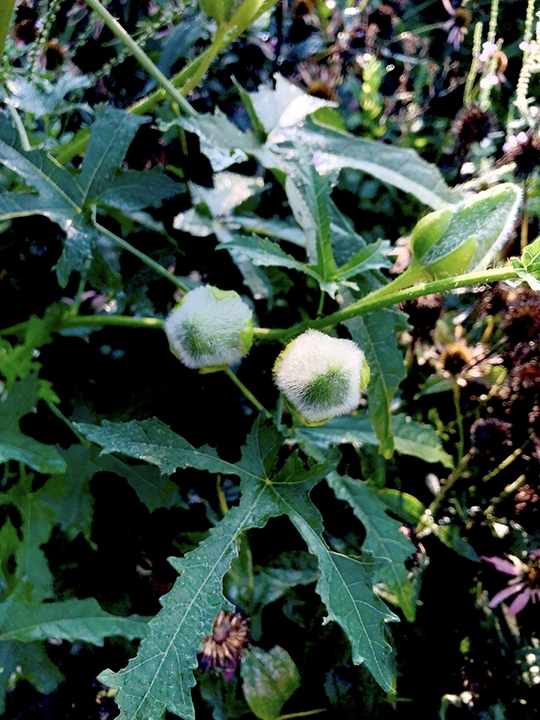 Round green buds covered with white fuzzy hairs in August