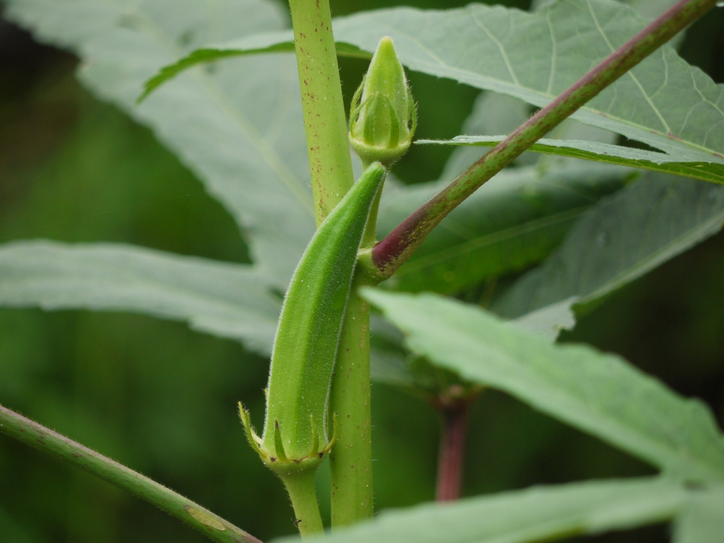 Green spear shaped fruit on the main stalk