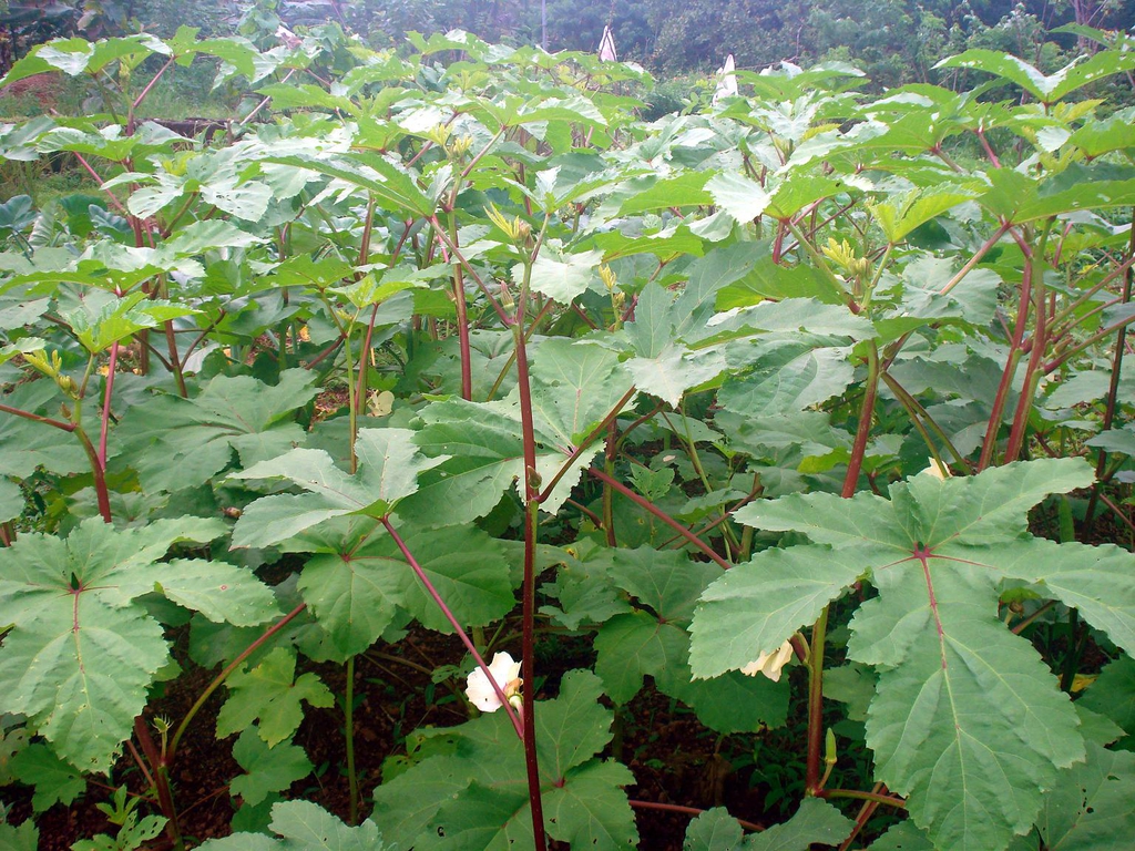 Mature plants showing palmately compund dark green leaves