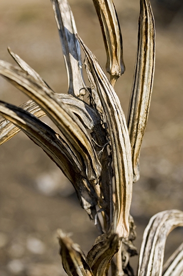 Dried & split brown pods on the main stem