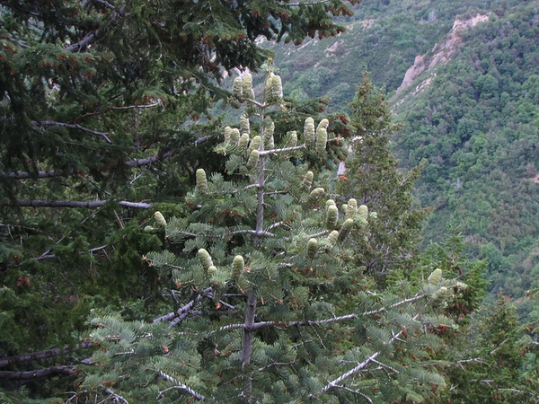 Abies concolor