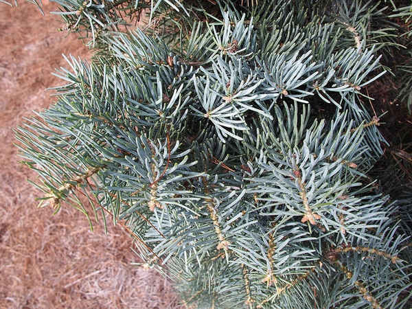 Flat bluish green needles