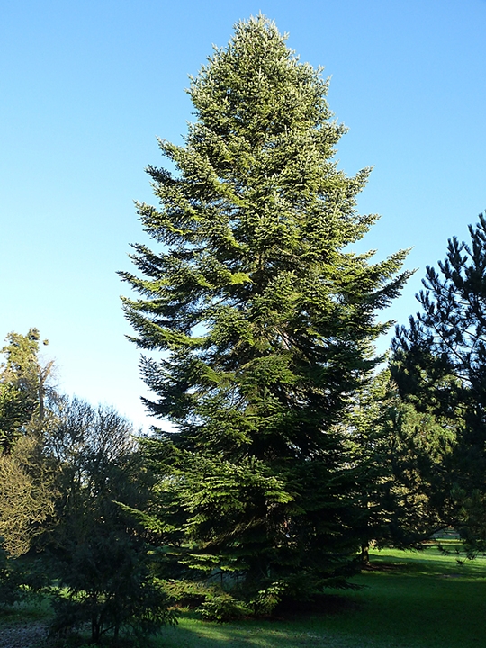 Tall oval habit of a mature plant