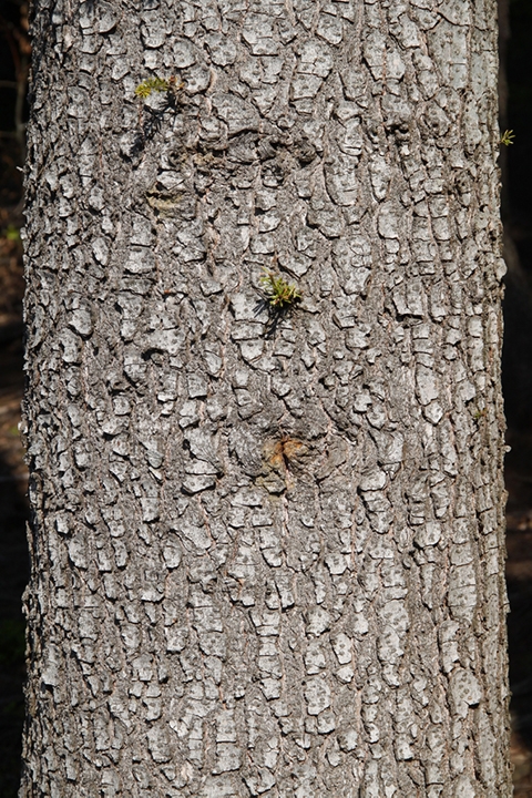 Grayish brown bark on a section of the trunk
