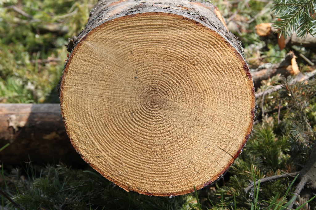 Brown trunk cross section showing raised circular growth rings