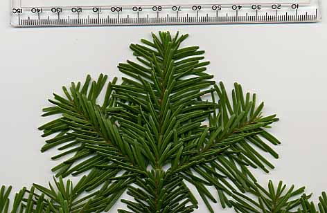 Top of foliage