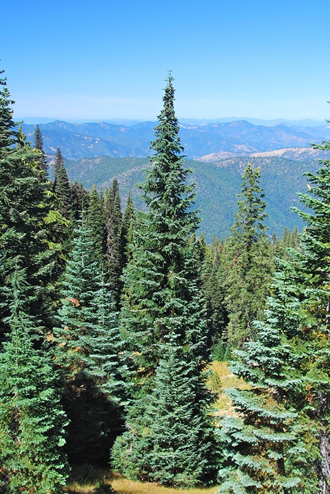 Form