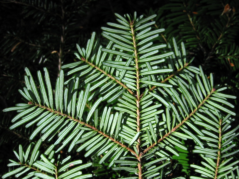 Underside of foliage