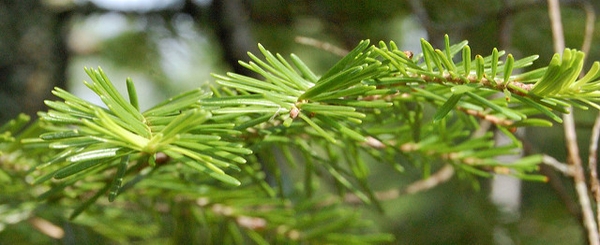 Abies balsamea