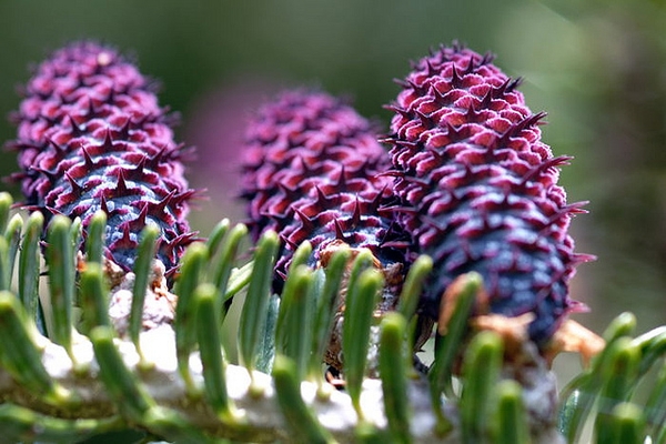 Abies balsamea