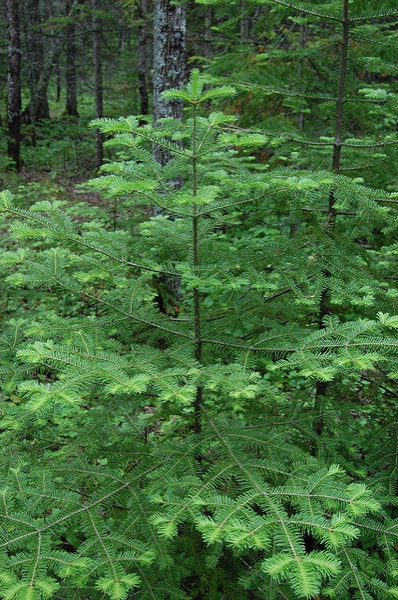 Upright habit of a young tree