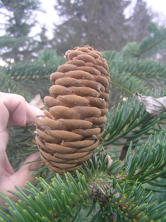 Upright light brown cone.
