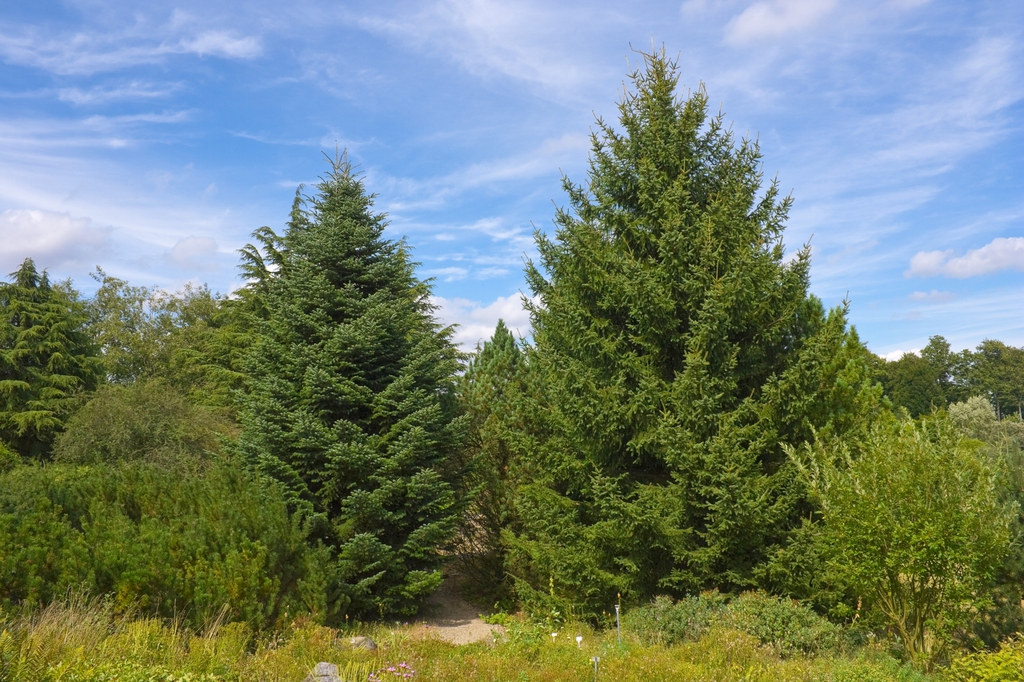 Oval habit of mature trees in a forest setting