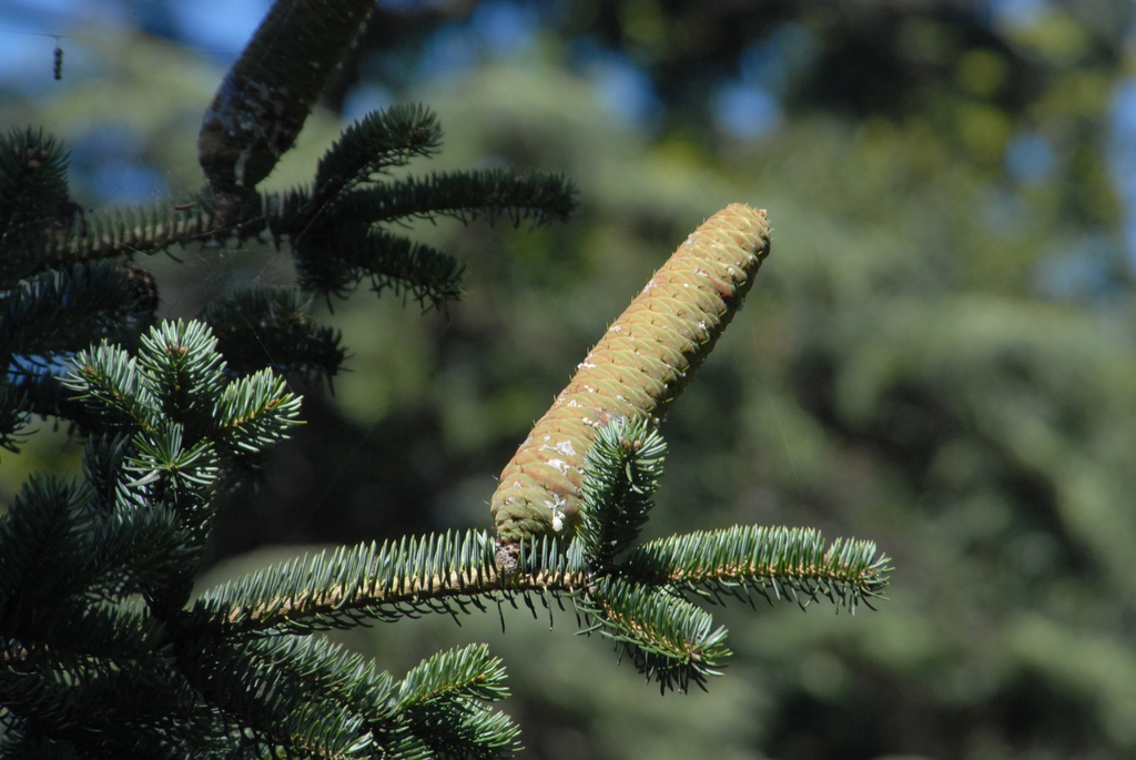 Abies cephalonica