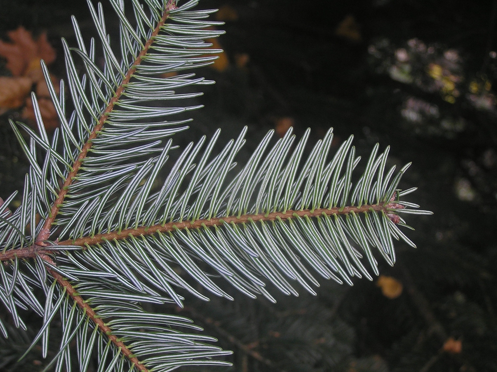 Underside of branch tip showing needles.