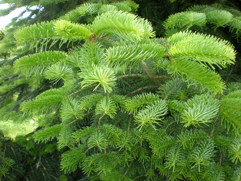 Bright green needles on a sprout