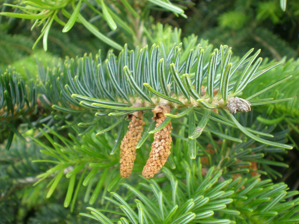 Downward pointing smaller orangish male cones and needles.