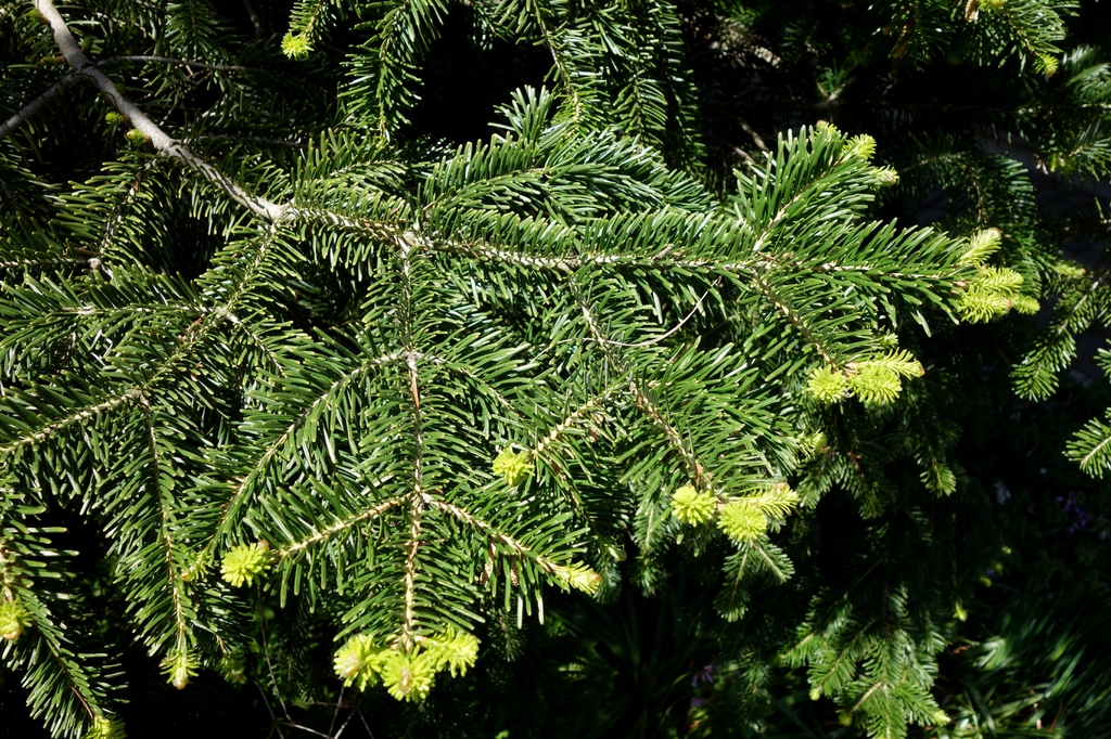 Needles