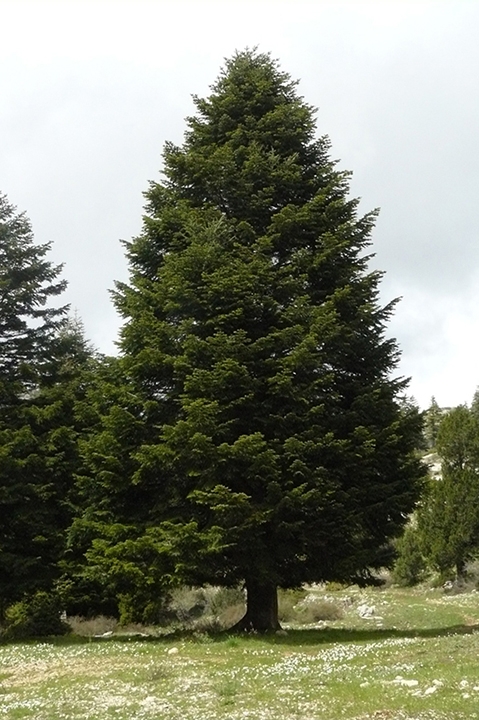 Form