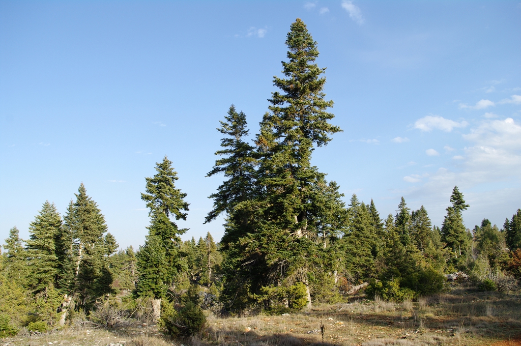 Native habitat