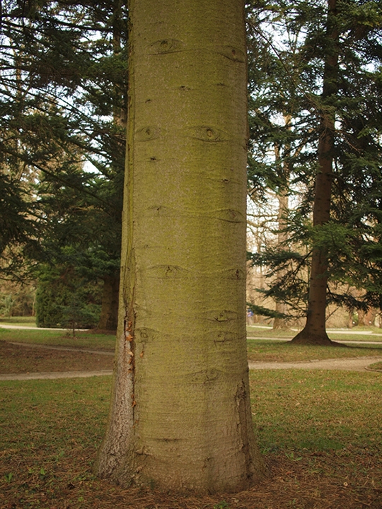 Smooth greenish yellow bark on the tree trunk