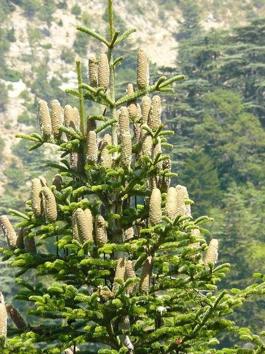 Form with cones