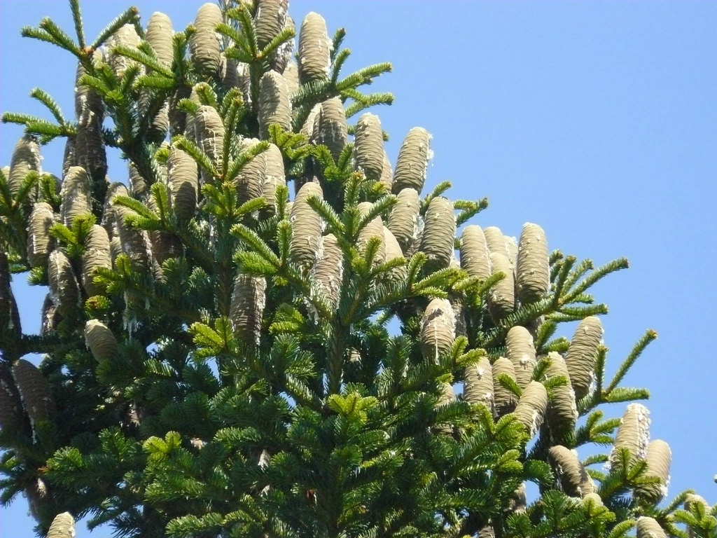 Upright light brown larger female cones on branch tips on canopy