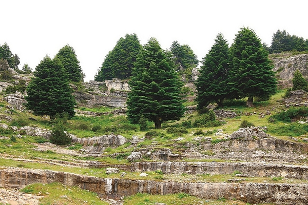 Native oval habit