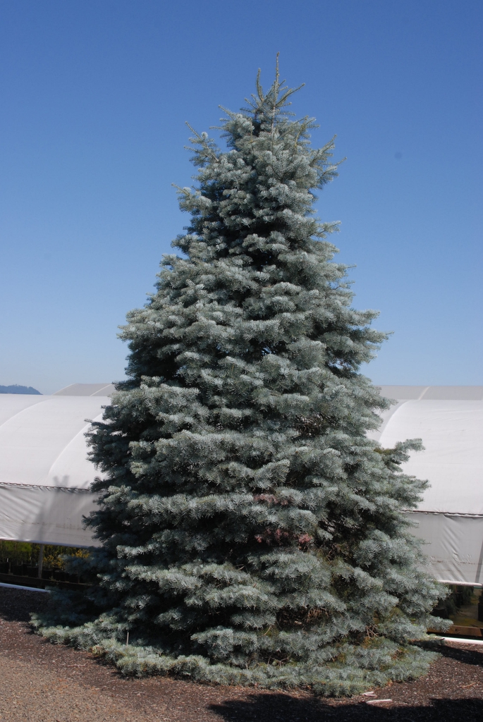 Tall conical habit of a mature tree with a bluish hue.