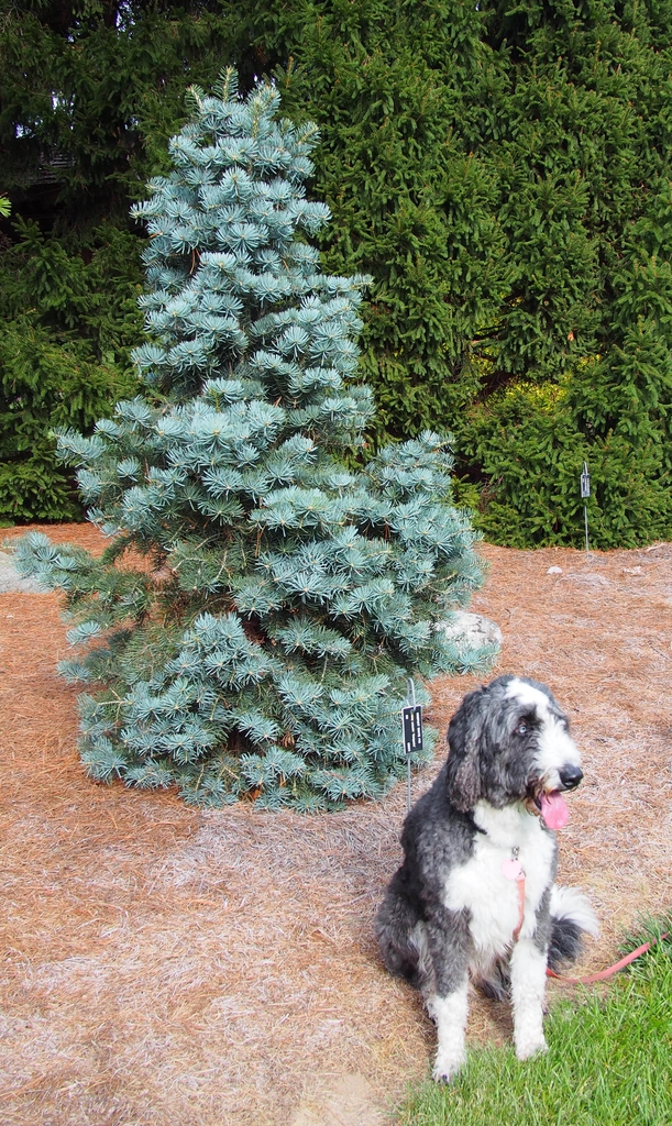 Abies concolor 'Compacta' White Fir form