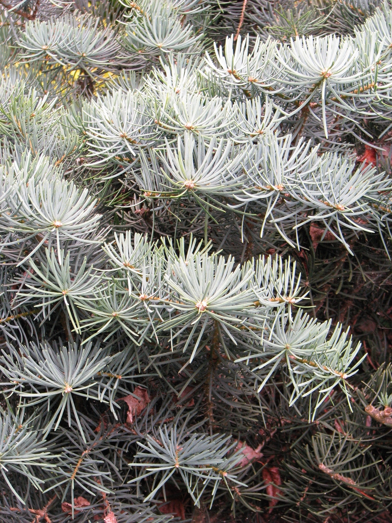 Close up of mature needles showing a bluish hue