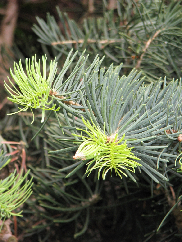 Abies alba 'compacta' Branch with new growth